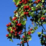 Crataegus azarolus Fruit