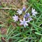 Scilla verna Flower