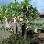 Brugmansia versicolor Žiedas