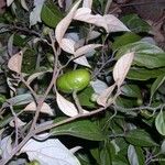 Cryptocarya transversa Hábito