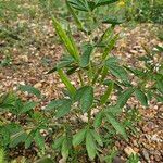 Cleome dodecandra List