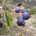 Amelanchier ovalis Fruto