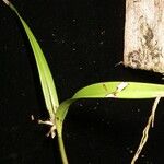 Scaphyglottis minutiflora Other