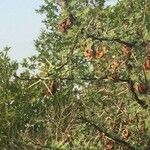 Vachellia exuvialis Blatt