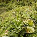 Veratrum lobelianum पत्ता