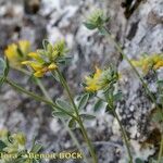 Anthyllis ramburei