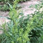 Rumex longifoliusBlomst