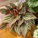 Peperomia albovittata 叶