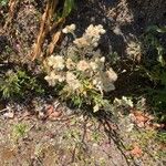 Pseudognaphalium californicum Flower