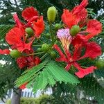 Delonix regia (Bojer ex Hook.) Raf.Flor