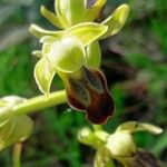 Ophrys fusca Virág