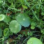 Hydrocotyle americana 葉