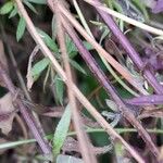 Erigeron karvinskianus Leaf