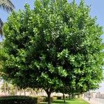 Calophyllum inophyllum Облик