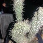 Cylindropuntia fulgida Flor