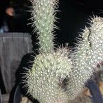 Cylindropuntia fulgida 花