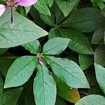 Cleome houtteana Feuille