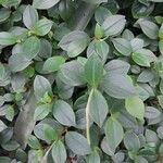 Peperomia rotundifolia Hoja