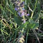 Salvia × sylvestris Flower