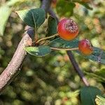 Malus toringo Φρούτο