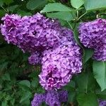 Syringa vulgaris花