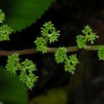 Laportea aestuans Other