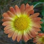 Tanacetum coccineumBlüte