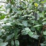Catha edulis Φύλλο