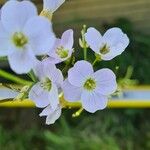 Cardamine pratensisBlüte