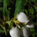 Arctostaphylos glandulosa Квітка
