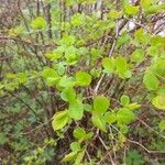 Spiraea trilobata Leaf