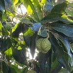 Calodendrum capense Fruto