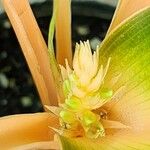 Chlorophytum orchidastrum Flower