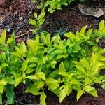 Duranta erecta Likasa