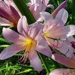 Lycoris squamigera 花