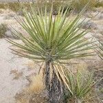 Yucca schidigera Frunză