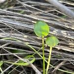 Ranunculus ophioglossifolius Likasa