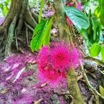 Syzygium malaccense 花