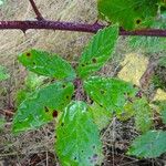 Rubus questieri Blad