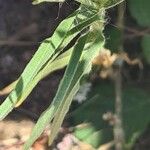 Agrostemma githago Leaf
