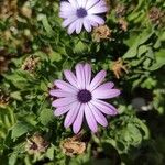 Dimorphotheca jucunda Çiçek