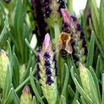 Lavandula stoechas 葉