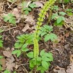 Equisetum pratense برگ