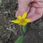 Erythronium rostratum Kukka