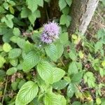 Mentha aquatica Fuelha