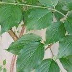 Cornus officinalis Hoja