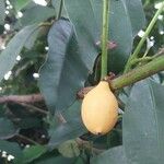 Garcinia gardneriana Φρούτο