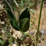 Trifolium vesiculosum Leaf