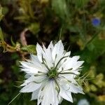 Nigella damascenaKvet