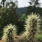 Cylindropuntia bigelovii ᱥᱟᱠᱟᱢ